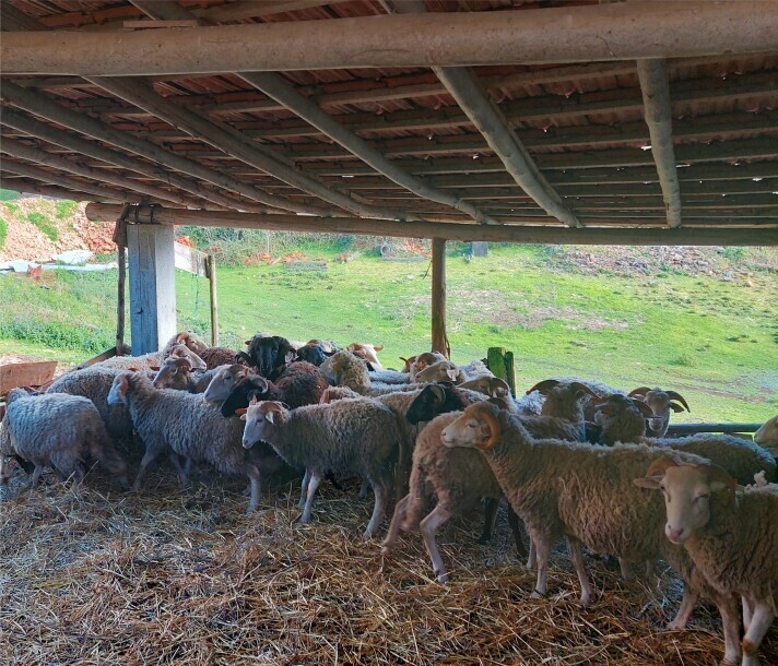 Município apoia criadores de gado  do concelho na componente sanitária   